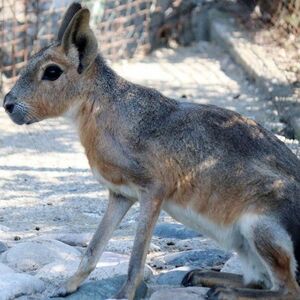 Veranstaltung: Oasi degli animali, The Animal Oasis in San Sebastiano da Po