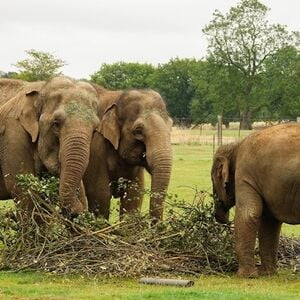 Veranstaltung: ZSL Whipsnade Zoo: Entry Ticket, ZSL Whipsnade Zoo in Whipsnade