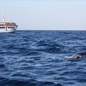 Veranstaltung: Observación de ballenas y delfines en Gibraltar desde Sevilla, Tarifa Water Activities in Tarifa