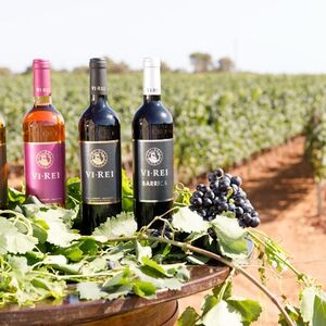 Veranstaltung: Bodega Vi Rei: Visita guiada y cata de vinos, Bodegas Vi Rei Winery Mallorca in Palma de Mallorca