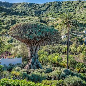 Veranstaltung: Teide, Icod, Garachico y Masca: Excursión desde el Sur, Mount Teide National Park in Tenerife