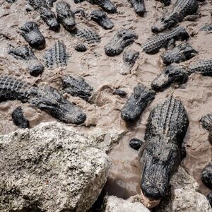 Veranstaltung: Everglades 60 min Airboat & Wildlife Show & Roundtrip Transport from Miami, Miami Everglades Airboat Tours in Miami