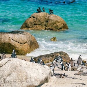 Veranstaltung: Cape Point and Penguin Explorer Tour, Cape Town in cape town