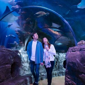 Veranstaltung: SEA LIFE Grapevine, SEA LIFE Grapevine Aquarium Dallas in Dallas