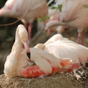 Veranstaltung: Giardino Zoologico di Pistoia: Biglietto Fast Track, Pistoia Zoological Garden in Pistoia