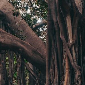 Veranstaltung: Orto Botanico di Palermo: Biglietto d'ingresso, Palermo Botanical Garden in Palermo