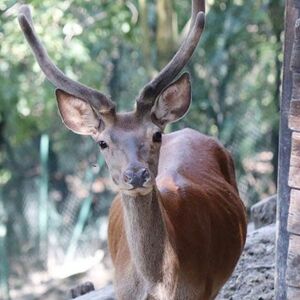 Veranstaltung: Oasi degli animali, The Animal Oasis in San Sebastiano da Po