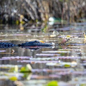 Veranstaltung: Okefenokee Swamp Park: Entry Ticket + Guided Tour, Okefenokee Swamp Park in Waycross