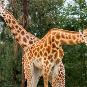 Veranstaltung: Zoo Santo Inácio: Bilhete sem filas, Zoo Santo Inácio in Avintes