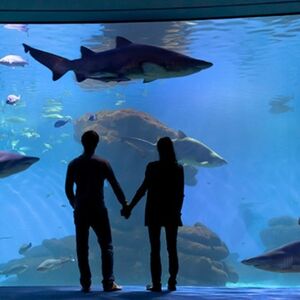 Veranstaltung: Palma Aquarium: Entrada + Traslado desde la zona de Calvià, Palma Aquarium in Palma