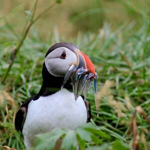 Veranstaltung: Iceland: Puffin Watching Tour from Reykjavik, Iceland Wildlife Experiences in Reykjavík