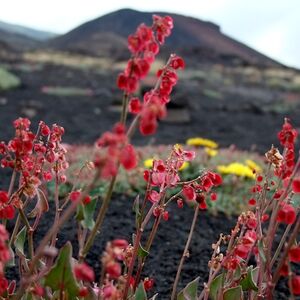 Veranstaltung: Escursione sull'Etna - Trasporto da Catania, Mount Etna in Nicolosi