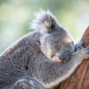 Veranstaltung: Port Stephens Koala Sanctuary, Port Stephens Koala Sanctuary in One Mile