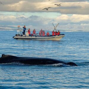 Veranstaltung: Whale Watching: Tour with Puffins Watching from Reykjavik, Iceland Whale Watching in Reykjavík