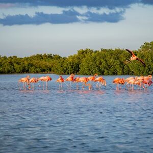 Veranstaltung: Río Lagartos y Las Coloradas: Visita Guiada, Almuerzo con Bebidas + Traslado, Las Coloradas Day Trips from Cancún in Cancún