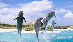 Veranstaltung: Sea Life Park Hawaii: Entry Ticket, Sea Life Park Hawaii in Waimanalo