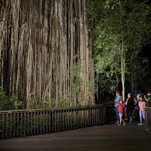 Veranstaltung: Nocturnal Rainforest & Wildlife Tour from Cairns, Day Trips from Cairns in Cairns