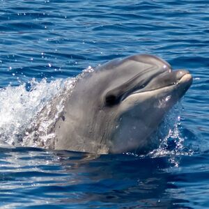 Veranstaltung: Tenerife: Excursión en velero de 3 horas a Los Gigantes con snorkel, bebida y tapas, Tenerife Sailing Tours in Costa Adeje