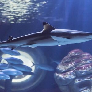 Veranstaltung: Seaquarium du Grau-du-Roi: Billet d'entrée, Seaquarium Le Grau-du-Roi in Le Grau-du-Roi