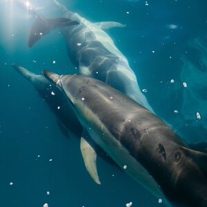 Veranstaltung: Tangalooma Wrecks & Dolphin Cruise from Brisbane, in Moreton Island