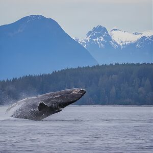 Veranstaltung: 4 Hour Afternoon Whale Watching Tour, Big Animal Encounters in Campbell River