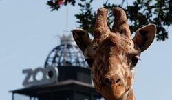Veranstaltung: Copenhagen ZOO: Skip The Line Ticket, Copenhagen Zoo in Frederiksberg