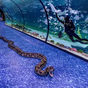 Veranstaltung: The National Aquarium Abu Dhabi: All Access Pass, The National Aquarium Abu Dhabi in Abu Dhabi