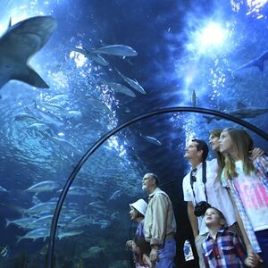 Veranstaltung: Loro Parque: Entrada, Loro Parque in Puerto de la Cruz