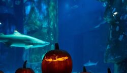 Veranstaltung: SEA LIFE Kansas City: Entry Ticket, SEA LIFE Kansas City in Kansas City