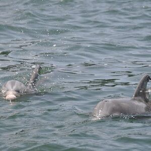 Veranstaltung: Dolphin-Watching Speedboat Cruise in Destin Harbor, 316 Harbor Blvd in Destin