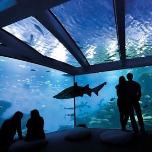 Veranstaltung: Palma Aquarium: Entrada + Traslado desde Zona Este, Palma Aquarium in Palma