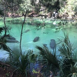 Veranstaltung: Manatee Discovery Kayak Tour for Small Groups near Orlando, Blue Spring State Park: French Landing Boat Ramp in Orange City