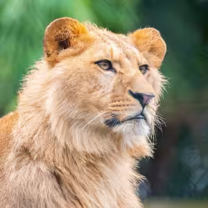 Veranstaltung: Zoo d'Amnéville : Billet avec accès rapide, Amnéville Zoo in Amnéville