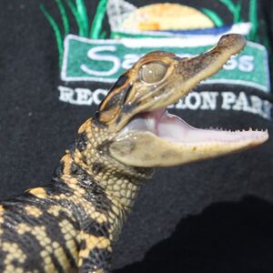 Veranstaltung: Florida Everglades Adventure Package, Sawgrass Recreation Park in Fort Lauderdale