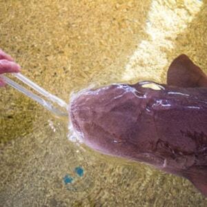 Veranstaltung: St. Augustine Aquarium: Entry Ticket, St. Augustine Aquarium in Saint Augustine