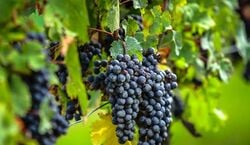 Veranstaltung: Demi-journée œnologique dans le village de Saint-Émilion, au départ de Bordeaux, Bordeaux Wine Tours in Bordeaux