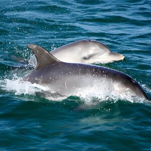 Veranstaltung: Port Stephens: Dolphin Discovery Cruise, Moonshadow-TQC Cruises Boarding in Nelson Bay