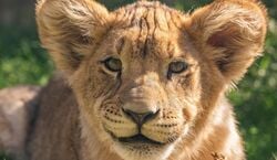 Event: Phoenix Zoo: Entry Ticket, Phoenix Zoo in Phoenix