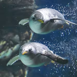 Veranstaltung: Acquario di Genova: Biglietto d'ingresso + Degustazione di focaccia, Aquarium of Genoa in Genoa