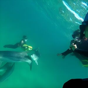 Veranstaltung: Swim with Wild Dolphins Day Tour, Val Street in Rockingham