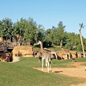 Veranstaltung: Bioparc Valencia: Entrada de acceso rápido, Bioparc Valencia in València