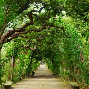 Veranstaltung: Palazzo Pitti, Boboli e Giardini Bardini: Salta la fila, Palazzo Pitti in Firenze