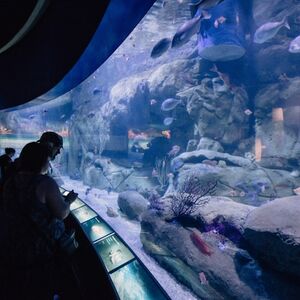 Veranstaltung: Oceanogràfic de Valencia: Entrada, Oceanogràfic in valencia