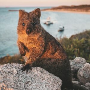 Veranstaltung: Rottnest Island: Roundtrip Ferry Transfer from Hillarys Boat Harbor, Rottnest Island Day Trips in Hillarys