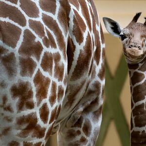 Veranstaltung: Artis Amsterdam Royal Zoo: Entry Ticket, Artis Dierentuin in amsterdam