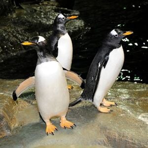 Veranstaltung: Central Park Zoo: Total Experience, Sarabeth's Central Park South in New York