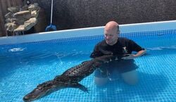 Event: Bristol: Swimming with Crocodiles and Lunch x4, in Bristol
