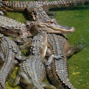 Veranstaltung: 30-Min Airboat Ride and Everglades National Park Guided Tour from South Beach, Miami Everglades Airboat Tours in Miami