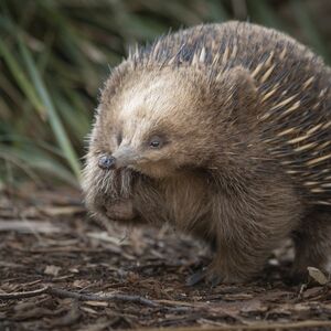 Veranstaltung: Feeding Frenzy Tour at Bonorong Wildlife Sanctuary, Bonorong Wildlife Sanctuary in Brighton