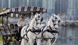 Event: Vancouver: Stanley Park Horse-Drawn Guided Tour, vancouver in Vancouver
